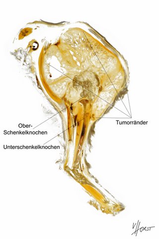 morphology specimen