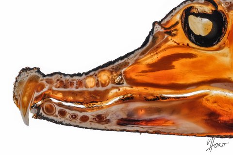 reptile morphology specimen
