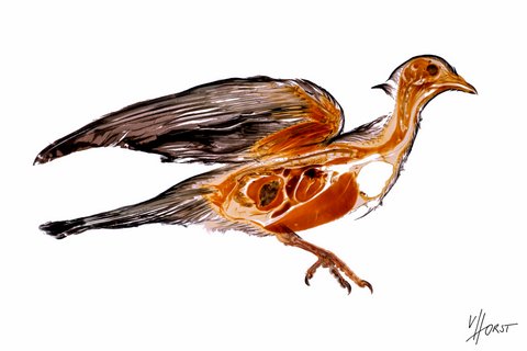 avian morphology specimen